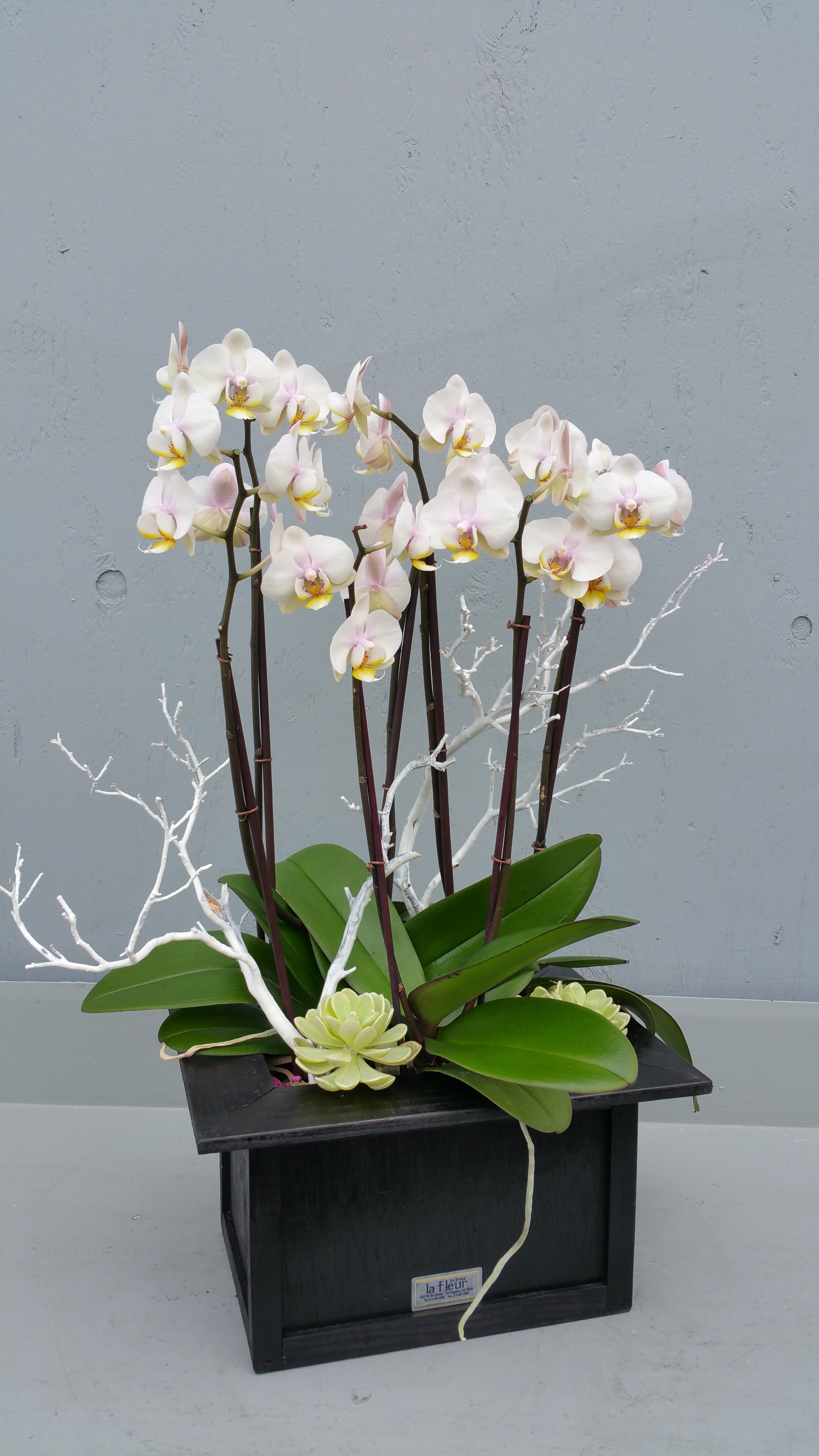 mini orchid plants-lafleurbytracy.jpg