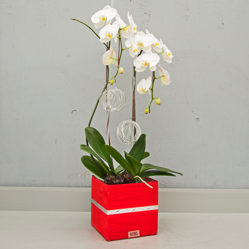 phalaenopsis orchid w2-lafleurbytracy.png
